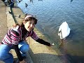 swan Francesca e il cigno - Londra 2007