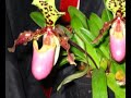 Orchid Show Orchid Show