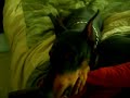 Doberman Bites!