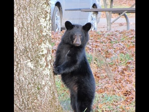Orso corre contro la porta Orso corre contro la porta