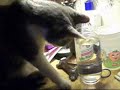 human kitty? i think not! human kitty? i think not!