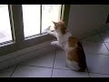 Cat.