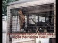the truth about puppy mills