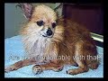 the truth about puppy mills
