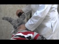 BURNNIE goes to the chiropractor featuring Dr Alan Unruh