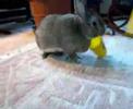 rabbitt playing flashcups rabbitt playing flashcups