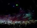 red cherry 3.wmv