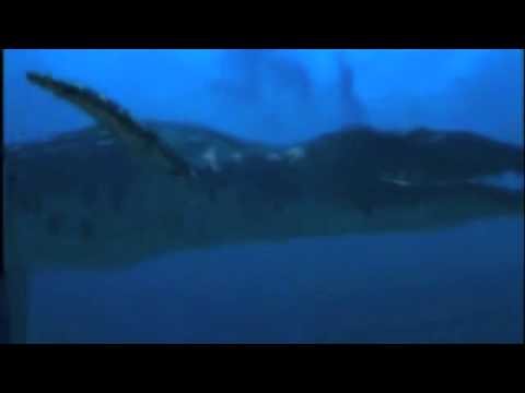 liopleurodon - This marine carnivore would eat a blue whale for breakfast. No copyright infringement is intended as I am using this footage and song for entertainment purpo...