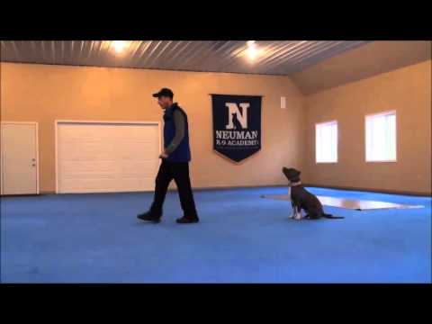 how to properly train a pitbull