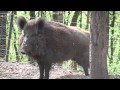 Wildschweine