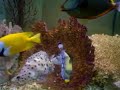 Clown Trigger Fish