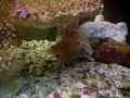 Clown Trigger Fish