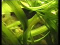 Blue three spot gourami / Blaue Fadenfische [1/2]