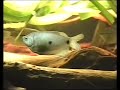 TAKE A LOOK AT MY OTHER VIDEOShttp://www.fischbottich.de/Blauer-Fadenfisch.114.0.html[Trichogaster trichopterus]+++Those are my 6 Blue three spot gouramis. The biggest adult male is about 10cm (3.9inch long).+++The population of this 420 liter (111 gallon) tank:Pearl Gourami / Mosaikfadenfische (Trichogaster leeri)Blue three spot gourami / Blaue Fadenfische (Trichogaster trichopterus)Kissing gouramis / Küssende Guramis (Helostoma temminkii)Clown loach / Prachtschmerlen (Chromobotia macracanthus)Red-tailed black shark / Feuerschwanz Fransenlipper (Epalzeorhynchos bicolor)Chinese algae-eater / Siamesische Saugschmerlen (Gyrinocheilus aymonieri)Tiger barb / Sumatrabarben (Puntius tetrazona)Kuhli loach / Gefleckte Dornaugen (Pangio kuhlii)Borneo loach / Borneodornauge (Pangio Shelfordii)?)Bristlenose plecs / Antennenwelse (Ancistrus)