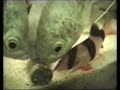 Blue three spot gourami / Blaue Fadenfische [1/2]
