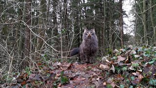 Norwegian Forest Cat: Tail talking Finn