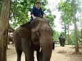 Actually Doing Elephant Commands (2) Actually Doing Elephant Commands (2)