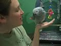 Knoxville Zoo - speaking Einstein (bird)