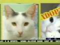 Meow Mix VNR