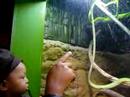 Saiful Solehin - Aquaria - Snake