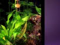 Freza Ancistrus