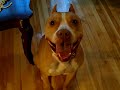 Pitbull Barking