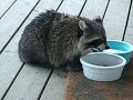 Critters