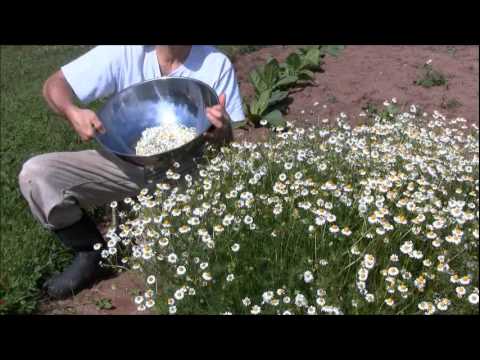 how to grow german chamomile