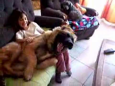 leonberger