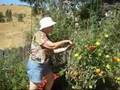 It's Harvest Time