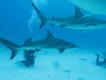 scuba diving with sharks