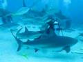 scuba diving with sharks