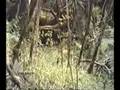 videos de RUWENZORI-Märchenwelt-Wanderung mit afrikanischer Traum-MUSIK; Zus.-fsg.