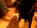 videos de Dog and Rat