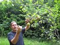 Pear trees and the urban survivalist
