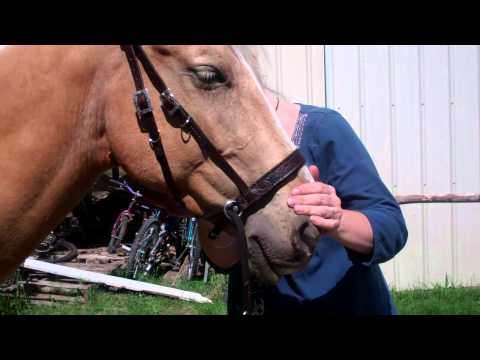 how to fit lg bridle