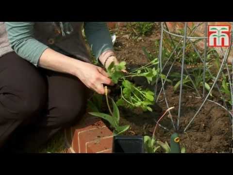 how to grow sweet peas