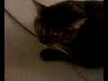 Cat Coughing- Feline Asthma  Asthma Breathing Problems