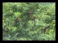 Scarlet macaw - Belize
