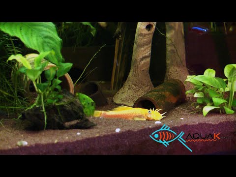 Welshöhlen, Welsröhren und Laichröhren vom Aquaristikhandel AquaKeramik Föhrden-Barl