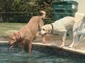 DIVING LABRADOR