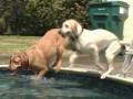 Waterdog