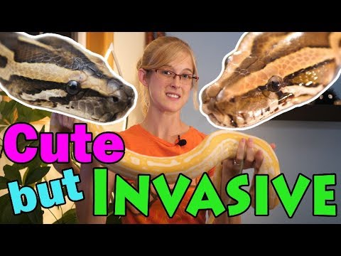 YouTube reptile video