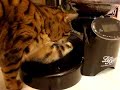 My bengal cat vs. cat food dispenser