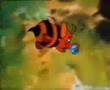 Winnie The Pooh