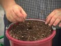 Terra Nova Nurseries - From the Greenhouse to You Terra Nova Nurseries - From the Greenhouse to You