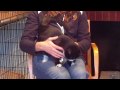 Adopt Millie the Cutie from Animal Allies!! animalallies.org