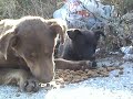 Un grido di dolore Un grido di dolore