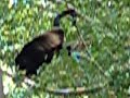 Howler Monkey