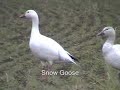 Classical Birds of Oregon